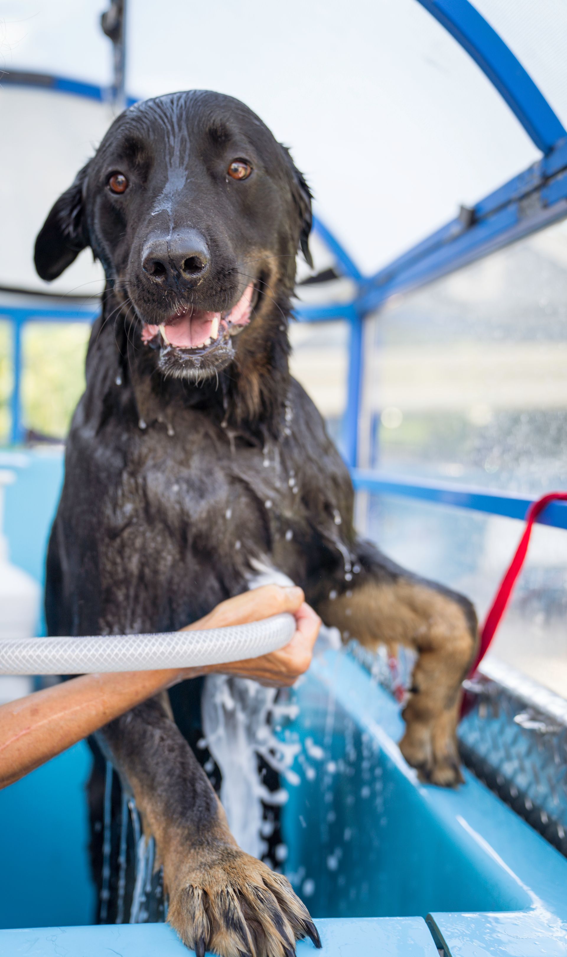 A person is washing a small dog in a bathtub.