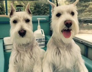 Two white dogs are sitting next to each other on a boat.