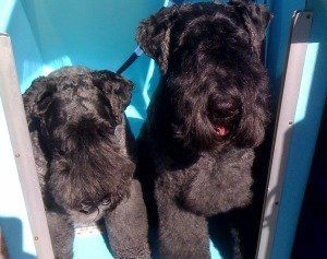 Two black dogs are standing next to each other in a blue box.