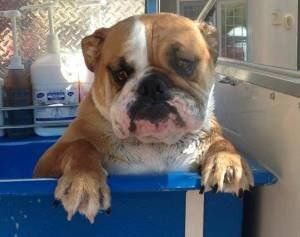 A brown and white bulldog is sitting in a blue box.