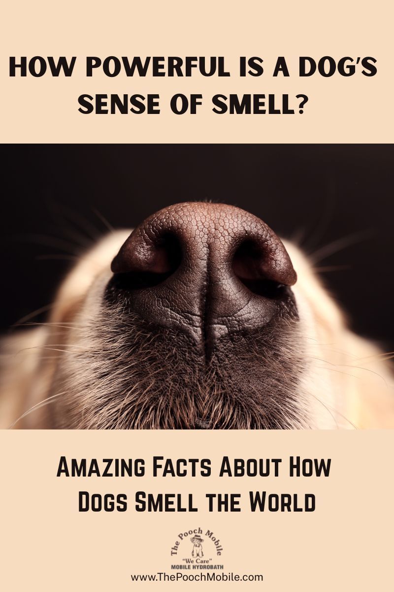 Golden retriever sitting in field 