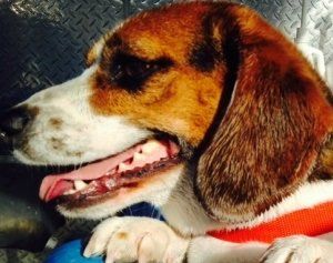 A close up of a brown and white dog with its tongue out.