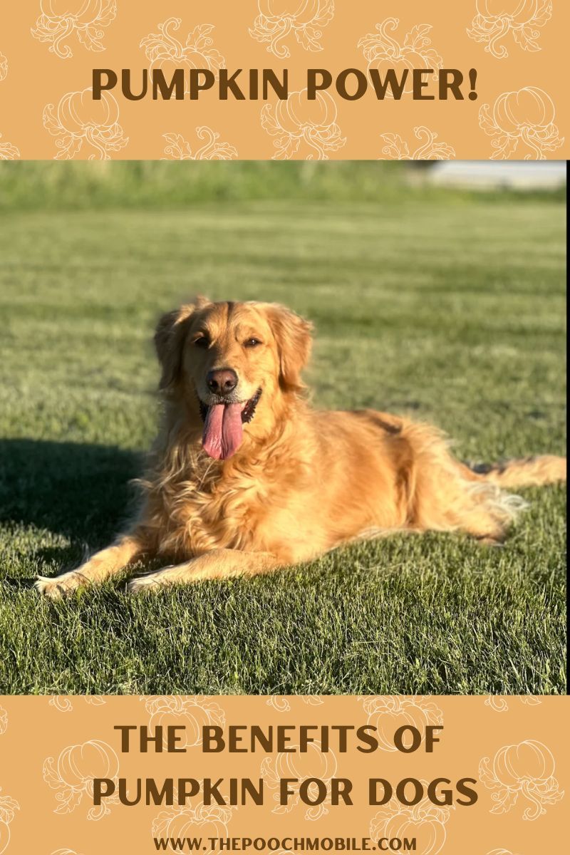 Golden retriever sitting in field