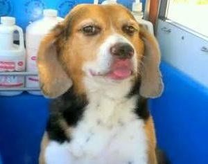 A brown and white dog is sitting in a blue container with its tongue out.