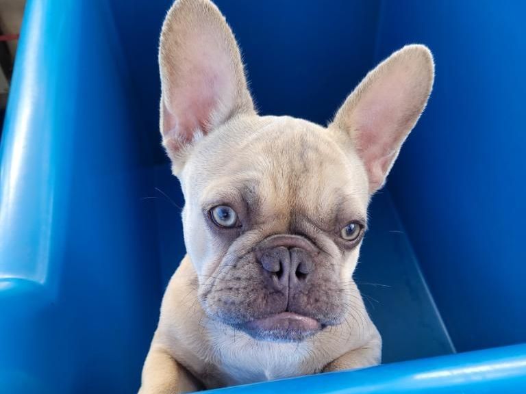 A woman is holding a white puppy in her arms in a living room.