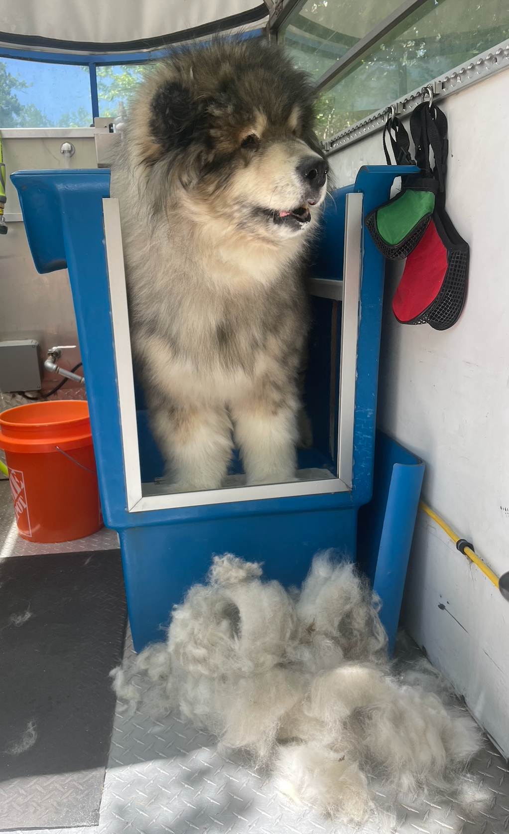 A black dog is laying on a blue blanket in a blue kennel.