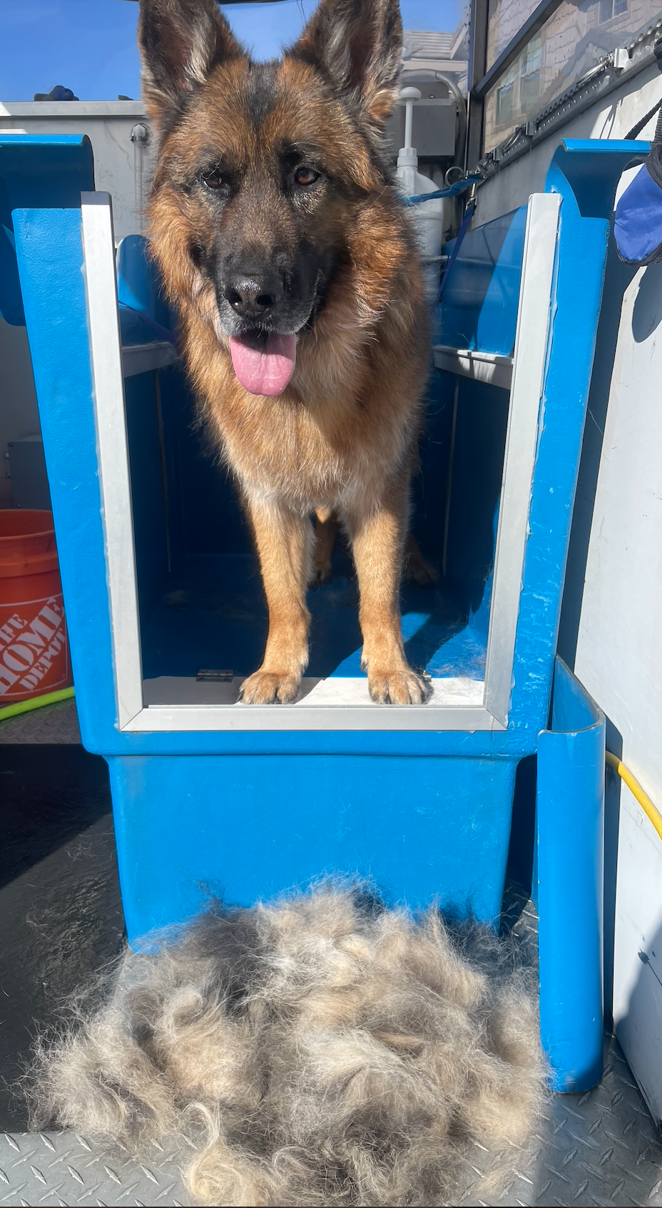 A close up of a black dog wearing a blue collar.