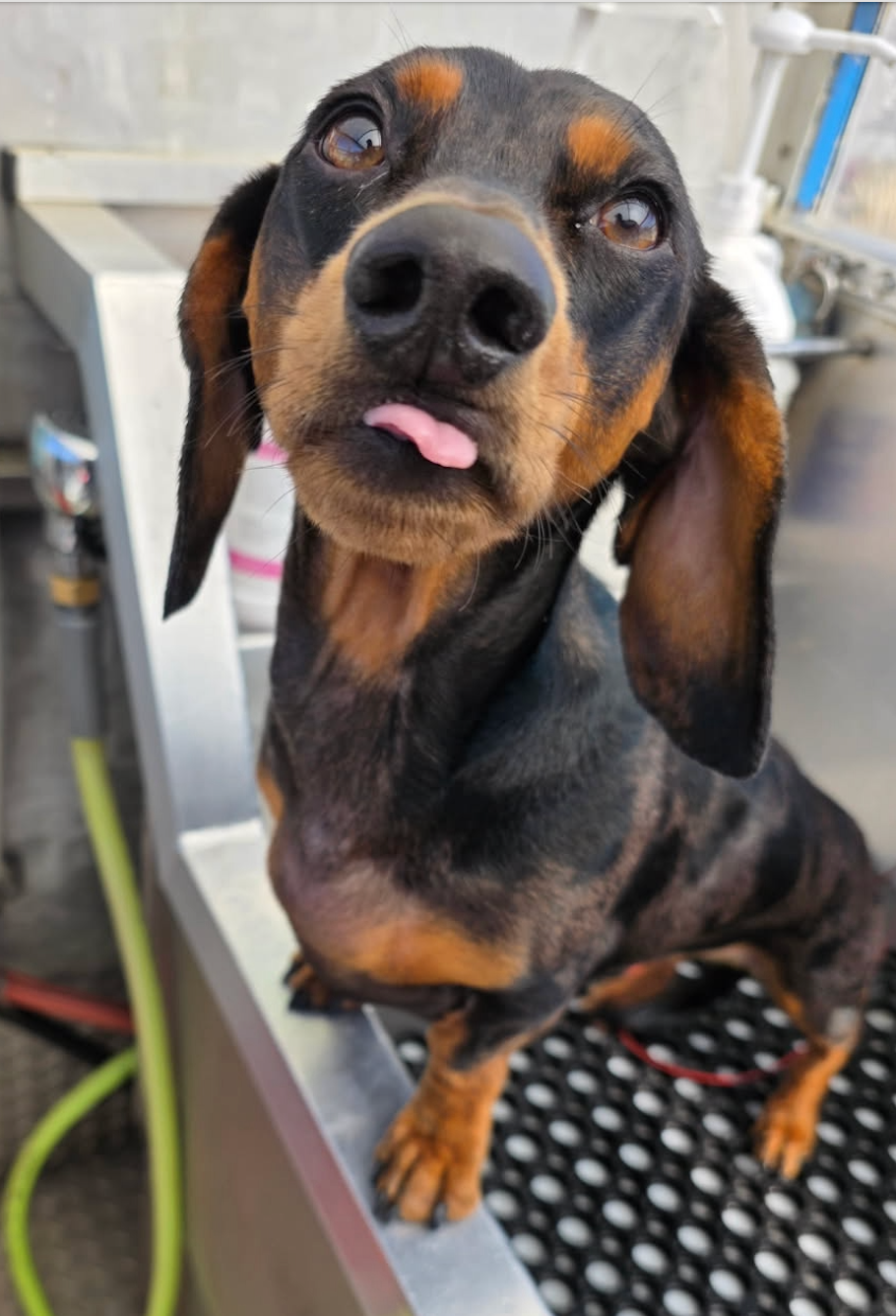 A brown and white saint bernard dog is sitting in a bathtub.