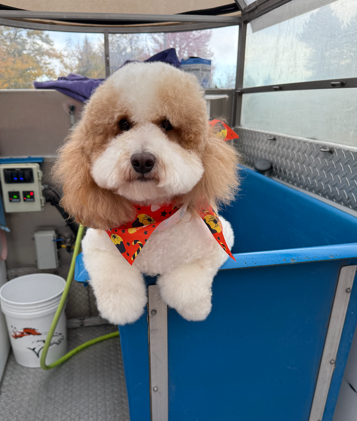 A black dog is holding a tennis ball in its mouth.
