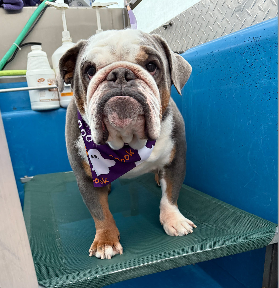 A brown and white dog is sitting in a blue container with its tongue out.