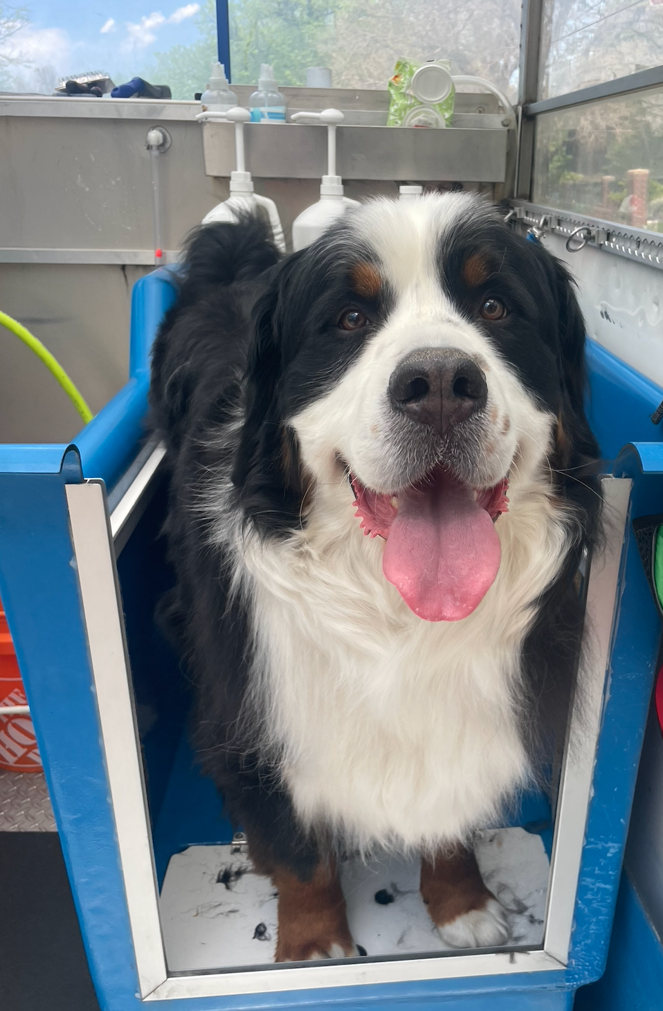 A brown and white dog is sitting in a blue chair and looking at the camera.