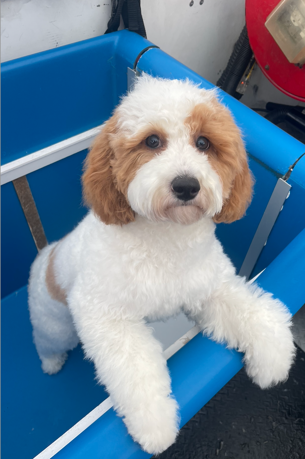 A close up of a brown and white dog with its tongue out.