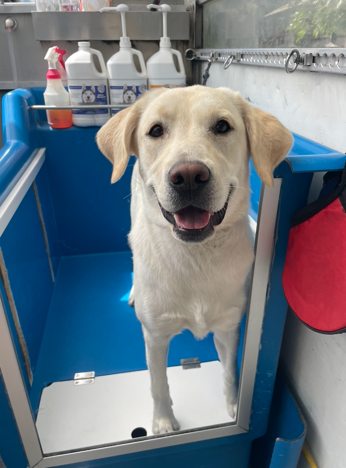 Two black dogs are standing next to each other in a blue box.