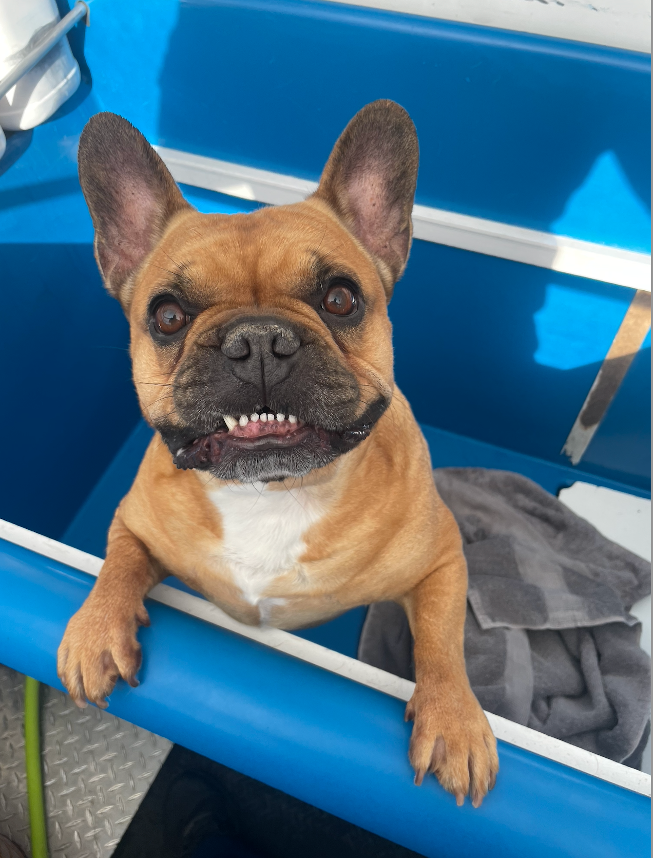 Two white dogs are sitting next to each other on a boat.