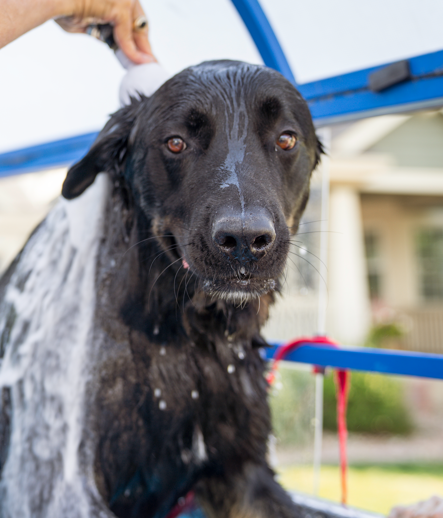A dalmatian and a brown dog are sitting next to each other.
