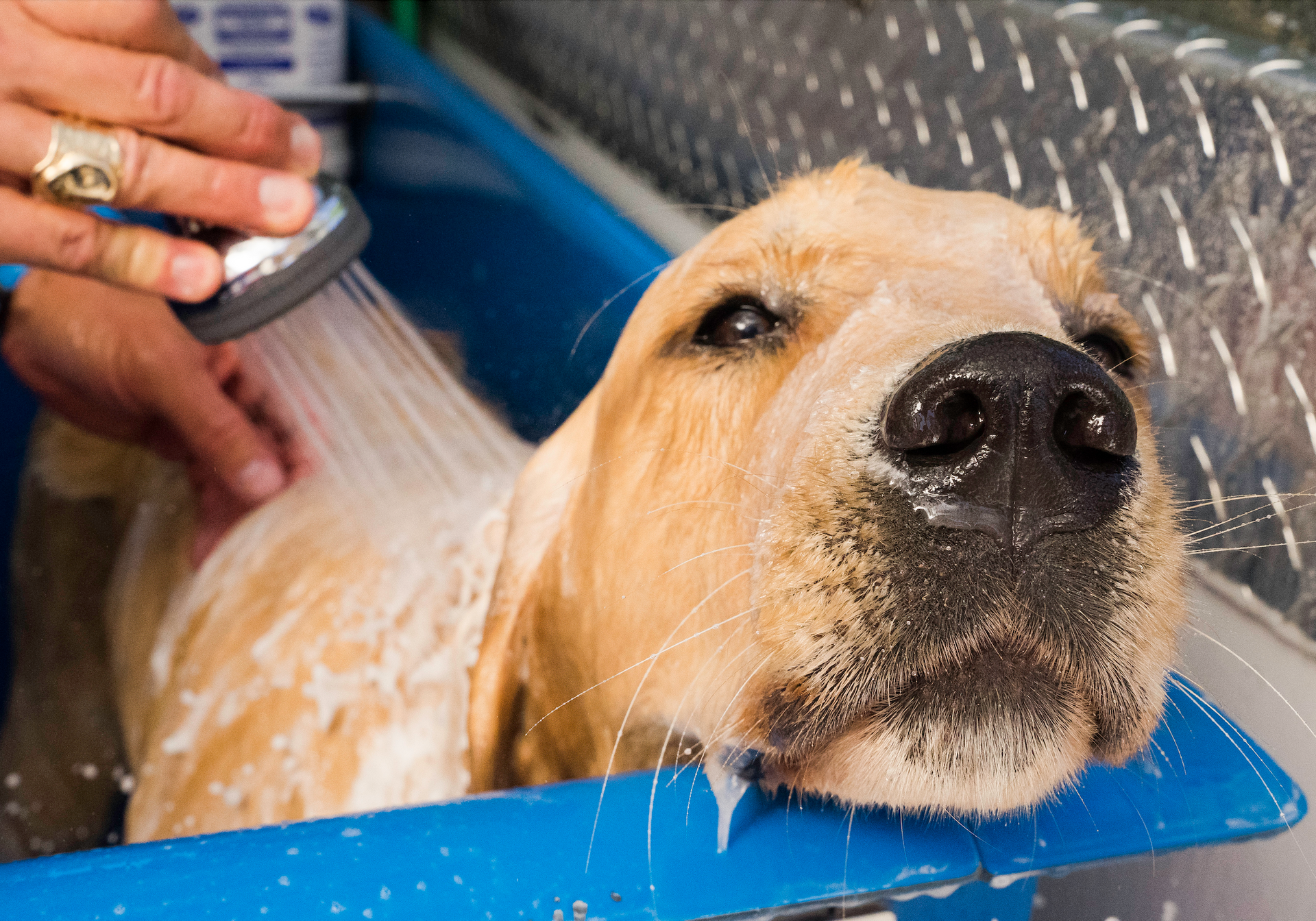 Two brown dogs are sitting next to each other in a blue crate.