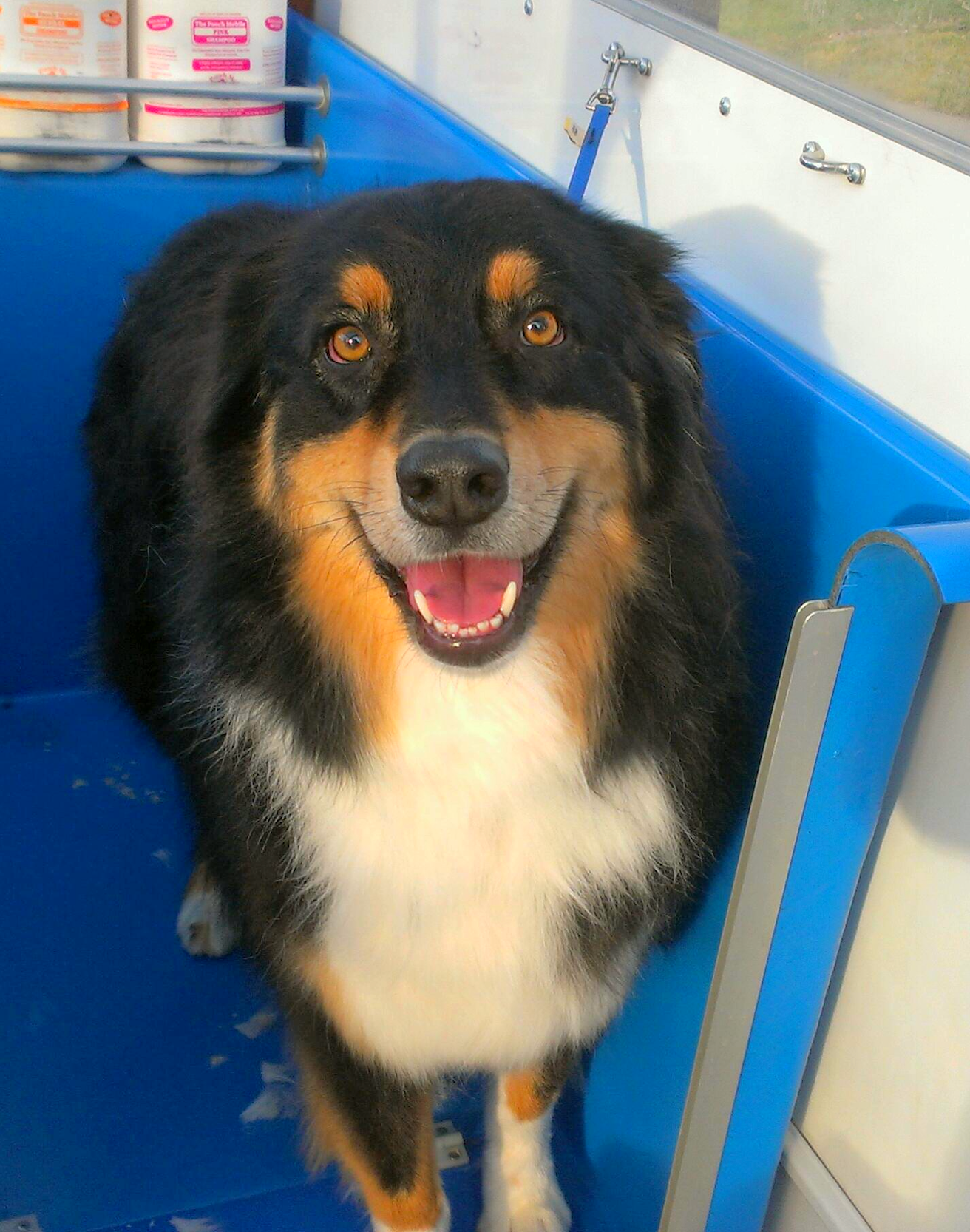 A close up of a brown and white bulldog with its tongue hanging out.