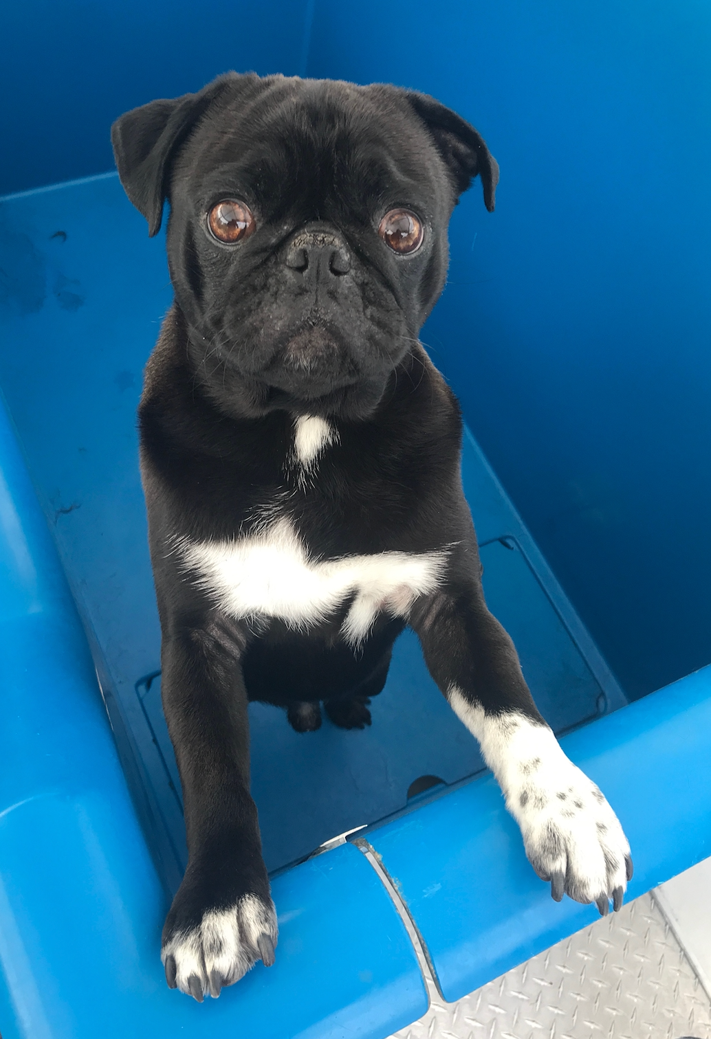 A brown and white dog is sitting in a blue container and looking at the camera.