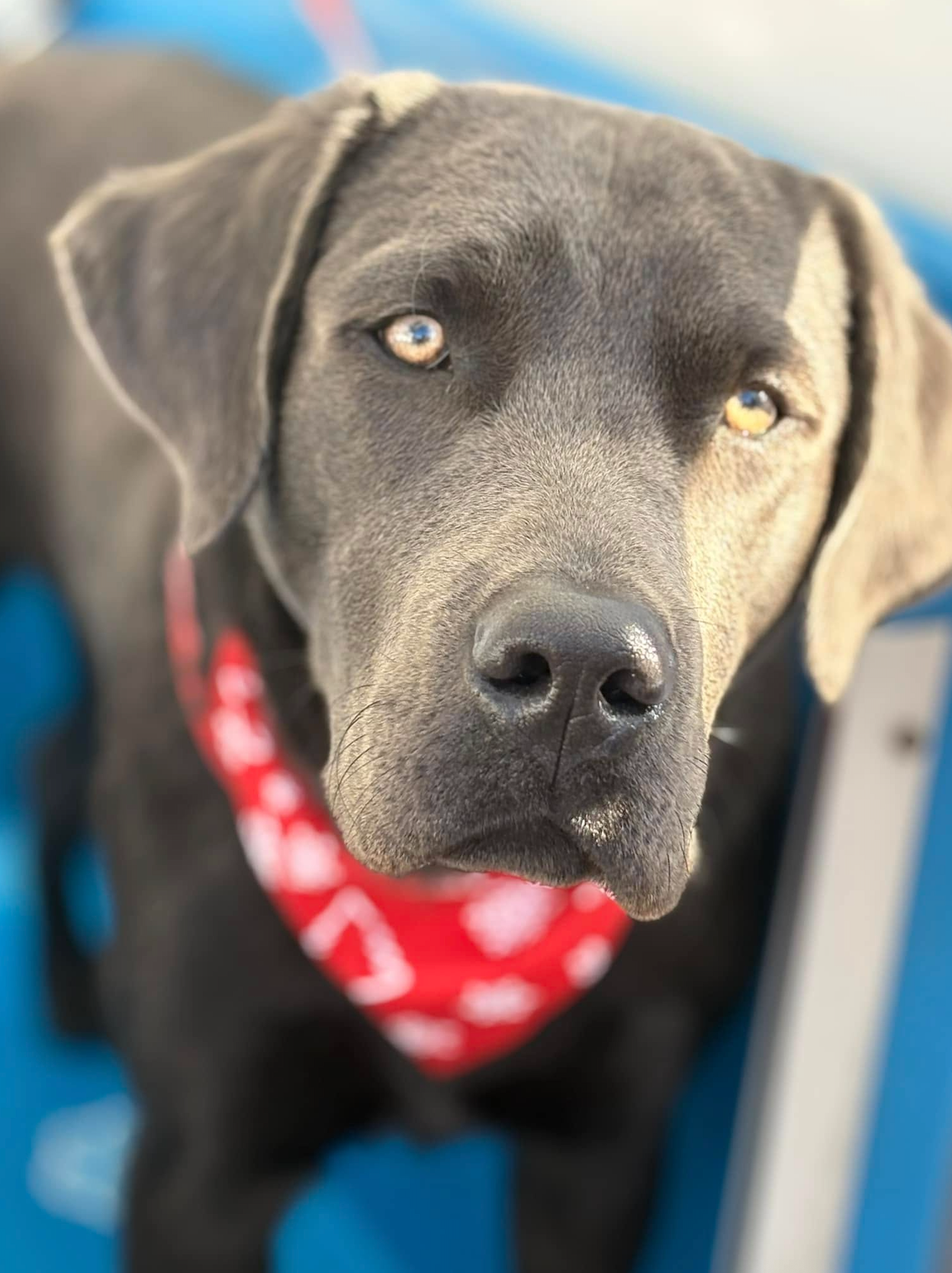 A close up of a dog with a pink tongue sticking out