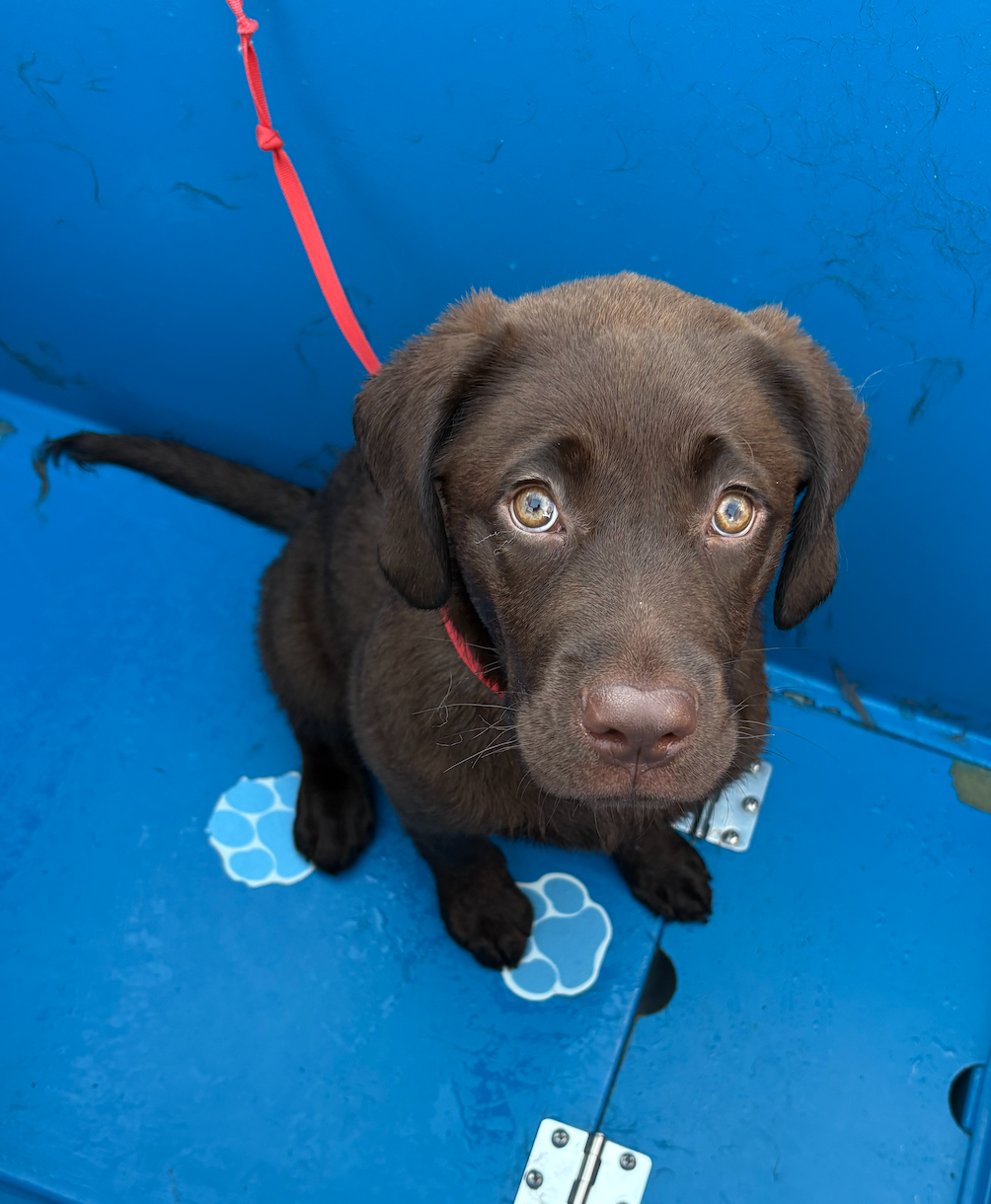 A basset hound is standing in front of a blue wall in a picture frame.