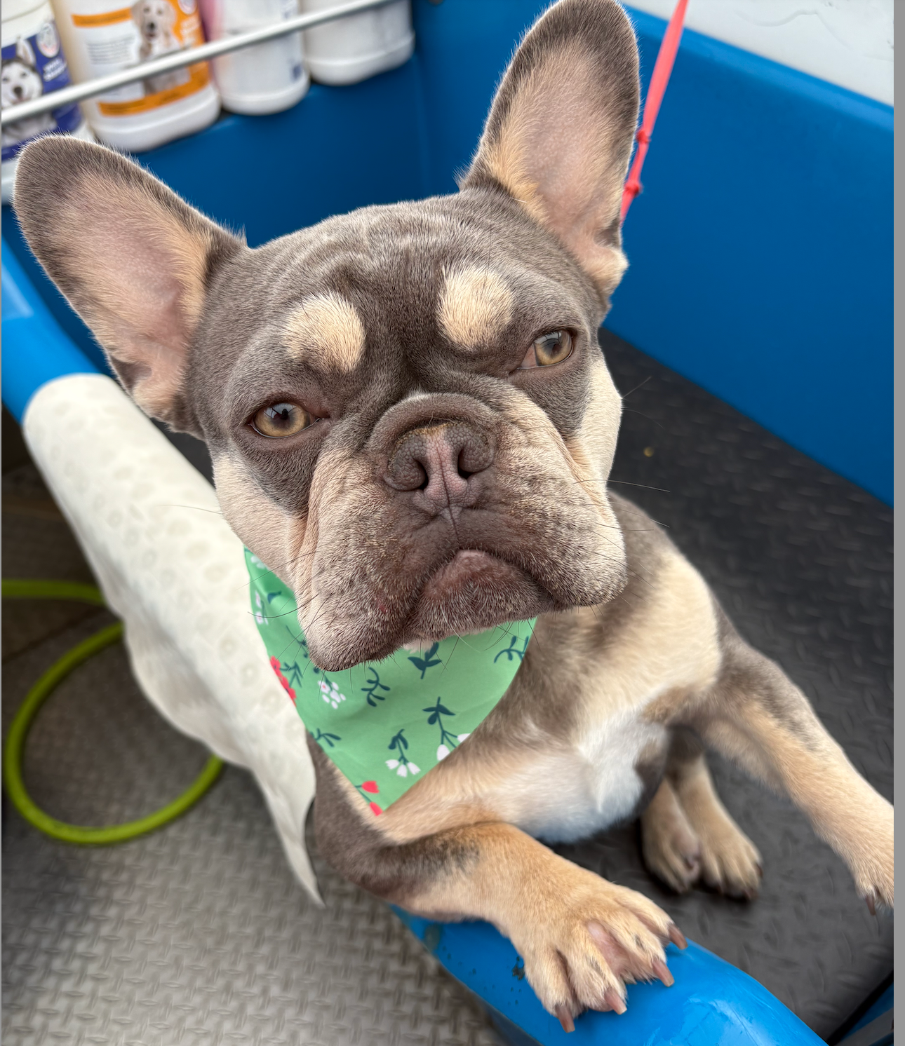 A brown and white basset hound is laying in a blue tub.
