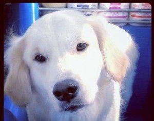 A close up of a white dog looking at the camera.