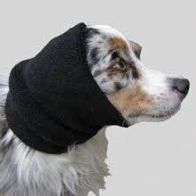 A dog wearing a black scarf around its neck.