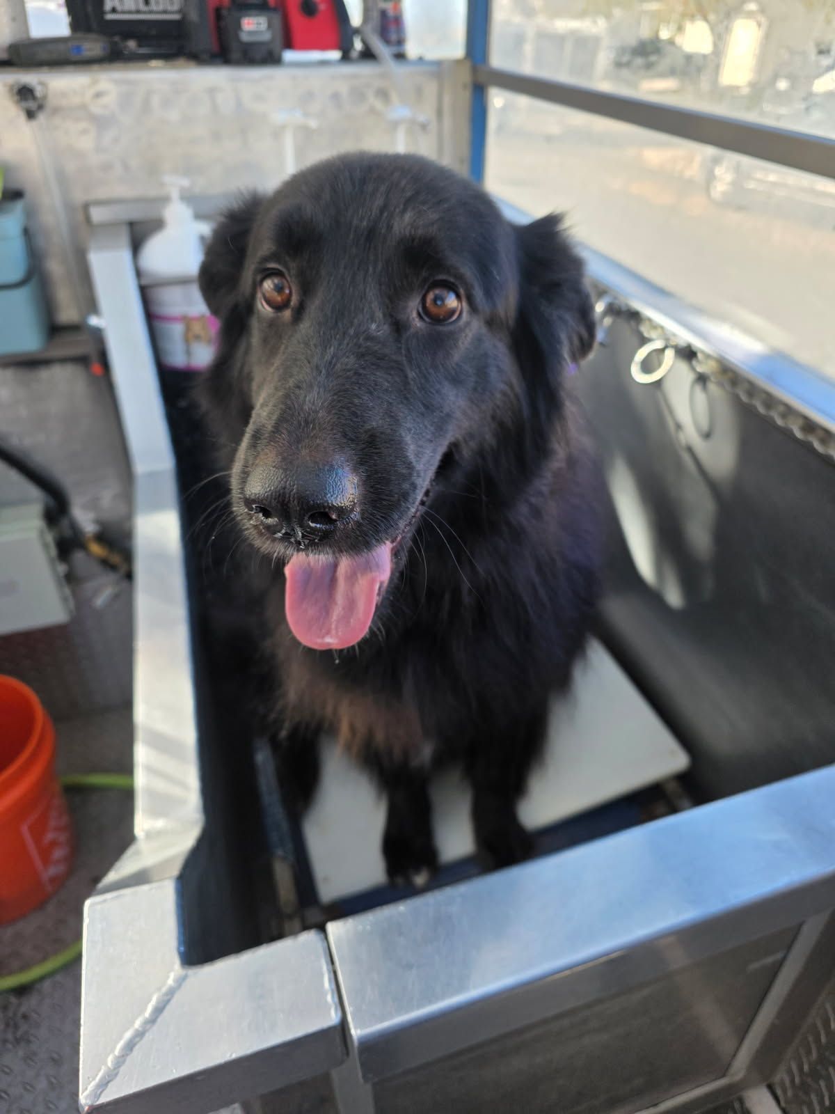 A rottweiler and a saint bernard puppy are sitting next to each other in a blue container.