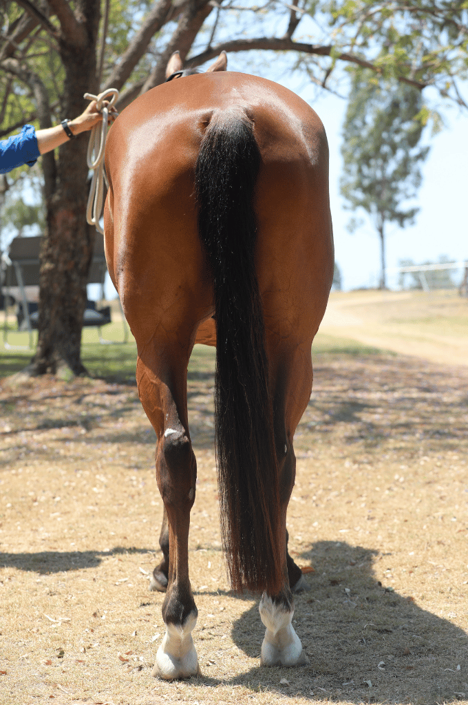 A brown horse from the rear with a black tail standing on dirt, a person's hand on the horse.
