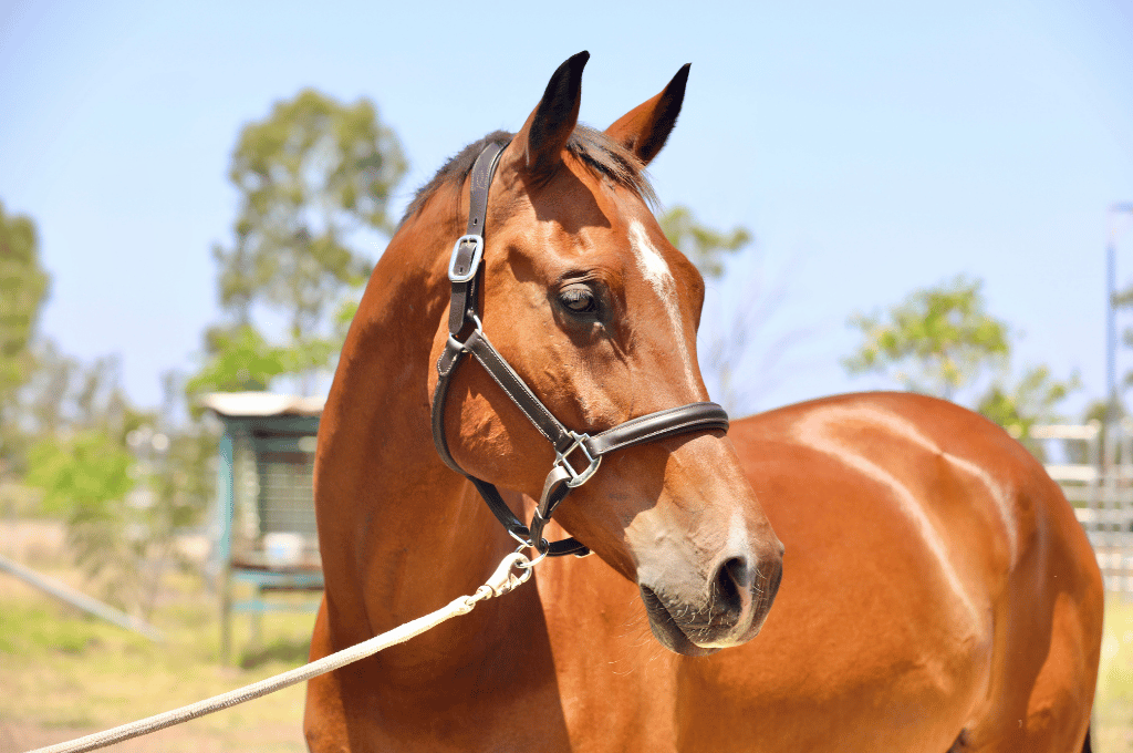 Chestnut horse standing on a grassy hill, mountains in the background.