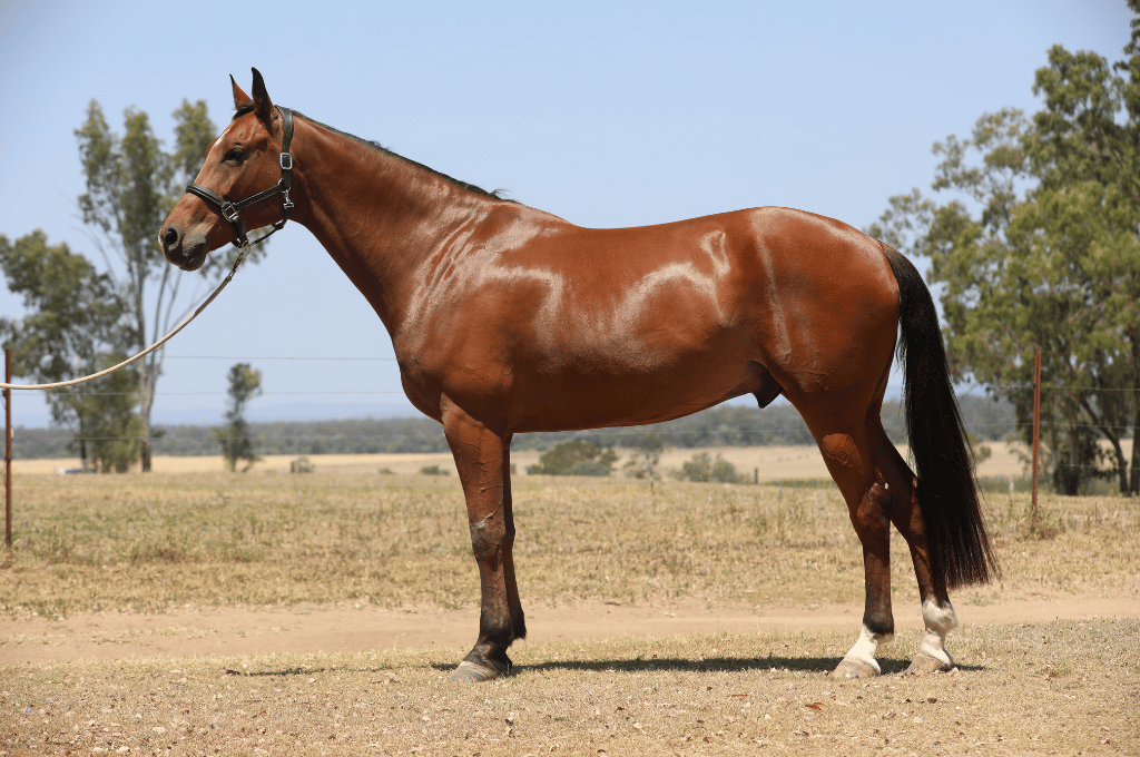 Chestnut horse with black mane and tail, standing on a dirt path in a field.