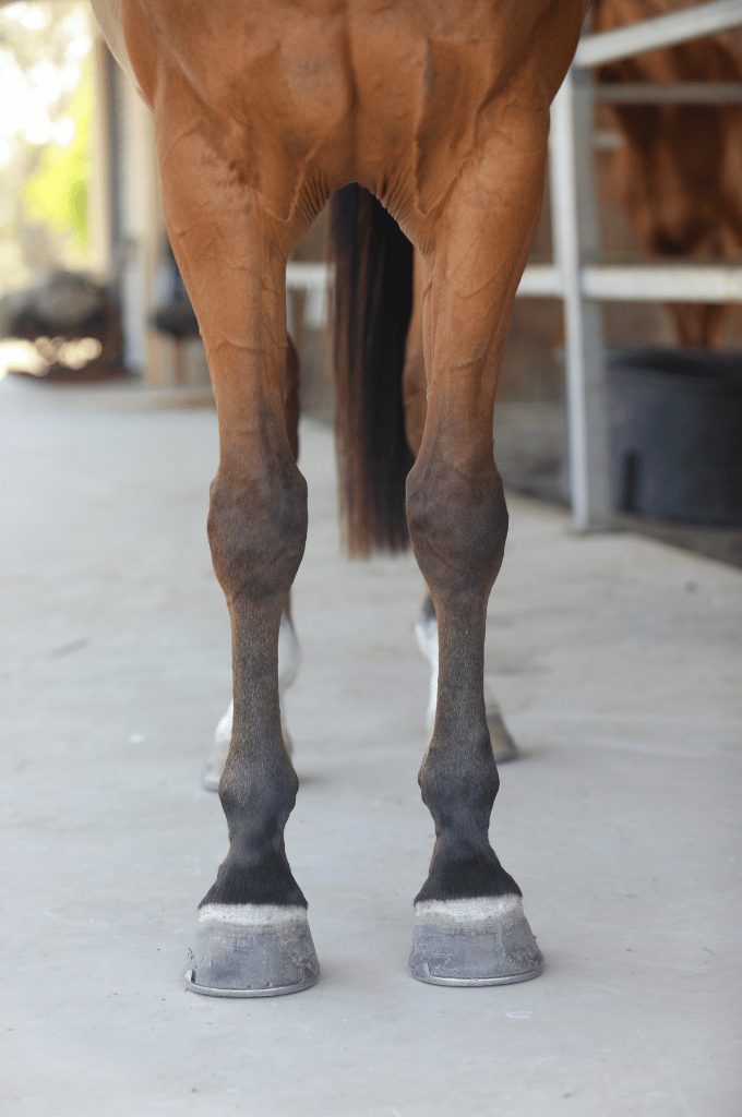 Chestnut horse's legs, viewed from behind, standing on a concrete surface. Hooves are dark.
