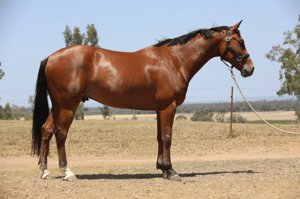 Bay horse standing on dirt path, halter and lead rope visible, sunny outdoor setting.