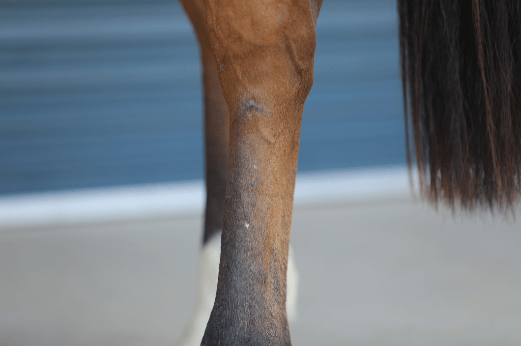 Horse's leg and part of tail. Brown leg with a white sock. Dark tail. Light background.