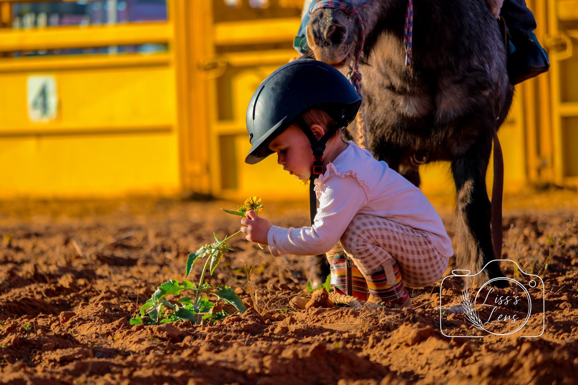 Child in riding helmet, kneeling on dirt ground, examining a plant near a horse. Yellow fencing in the background.