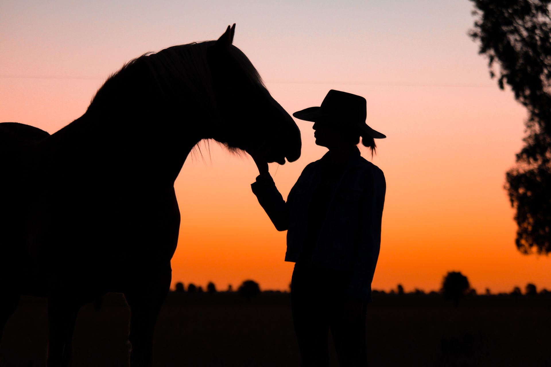 Silhouette of a person in a cowboy hat touching a horse's face at sunset.