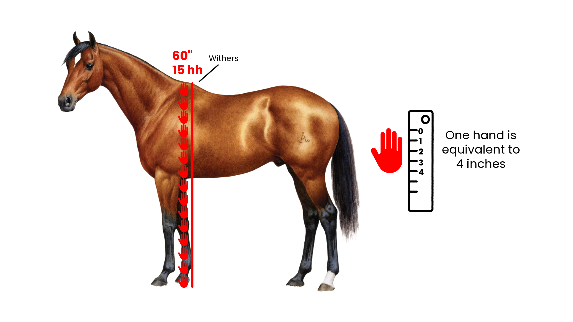 Brown horse with red lines indicating height measurement using hands; one hand equals 4 inches.