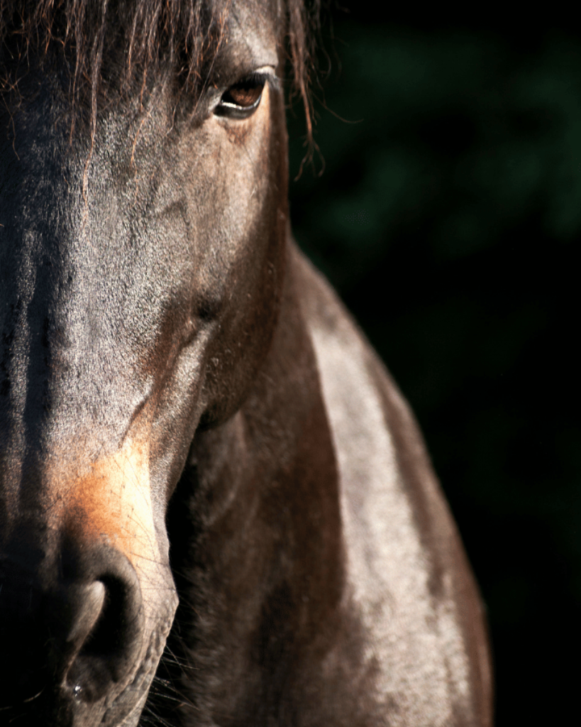 Brown horse with black mane wearing a bridle, set against a black background.