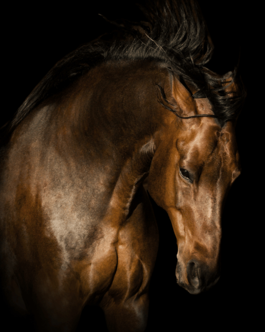 Brown horse with black mane wearing a bridle, set against a black background.