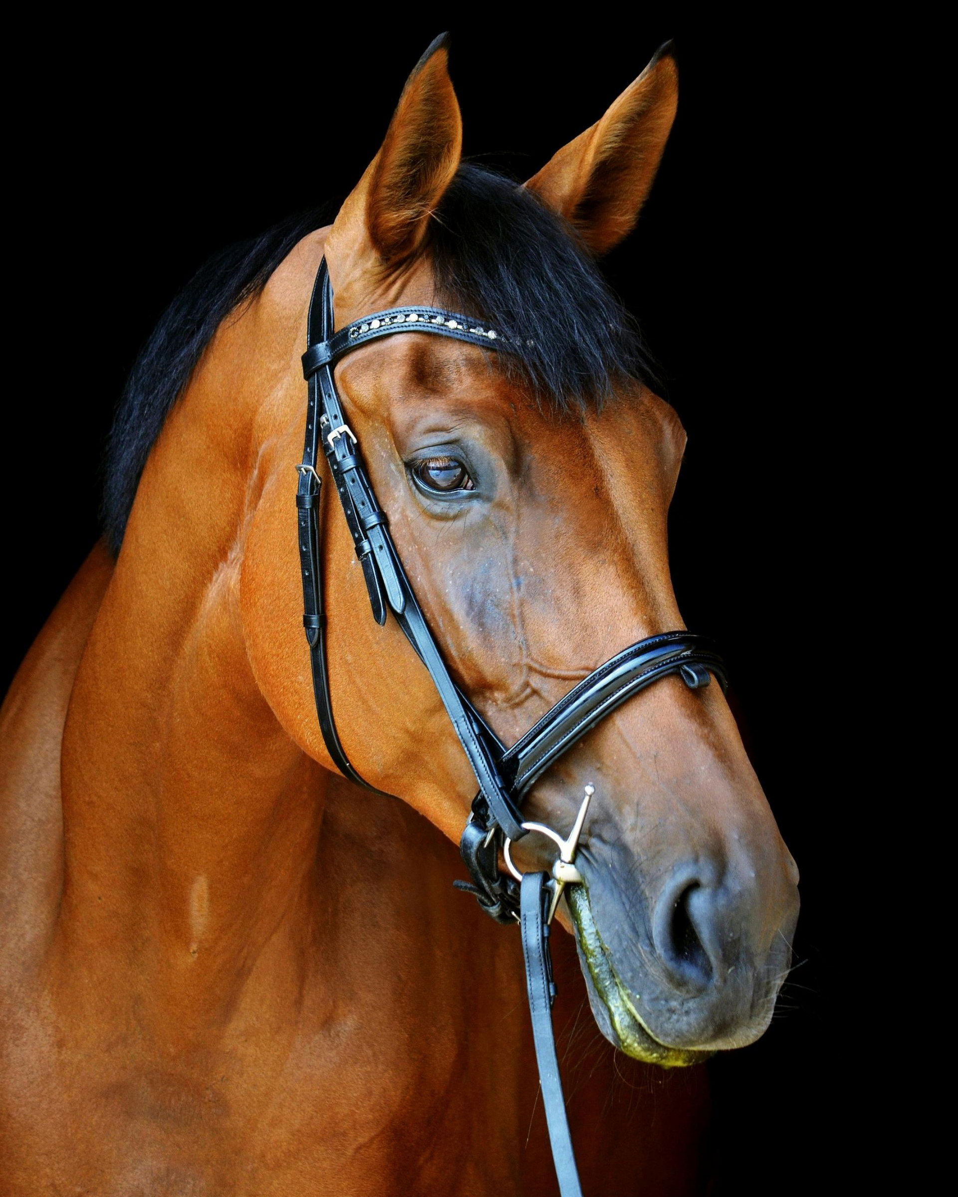 Brown horse head with black mane, wearing a bridle, set against a black background.