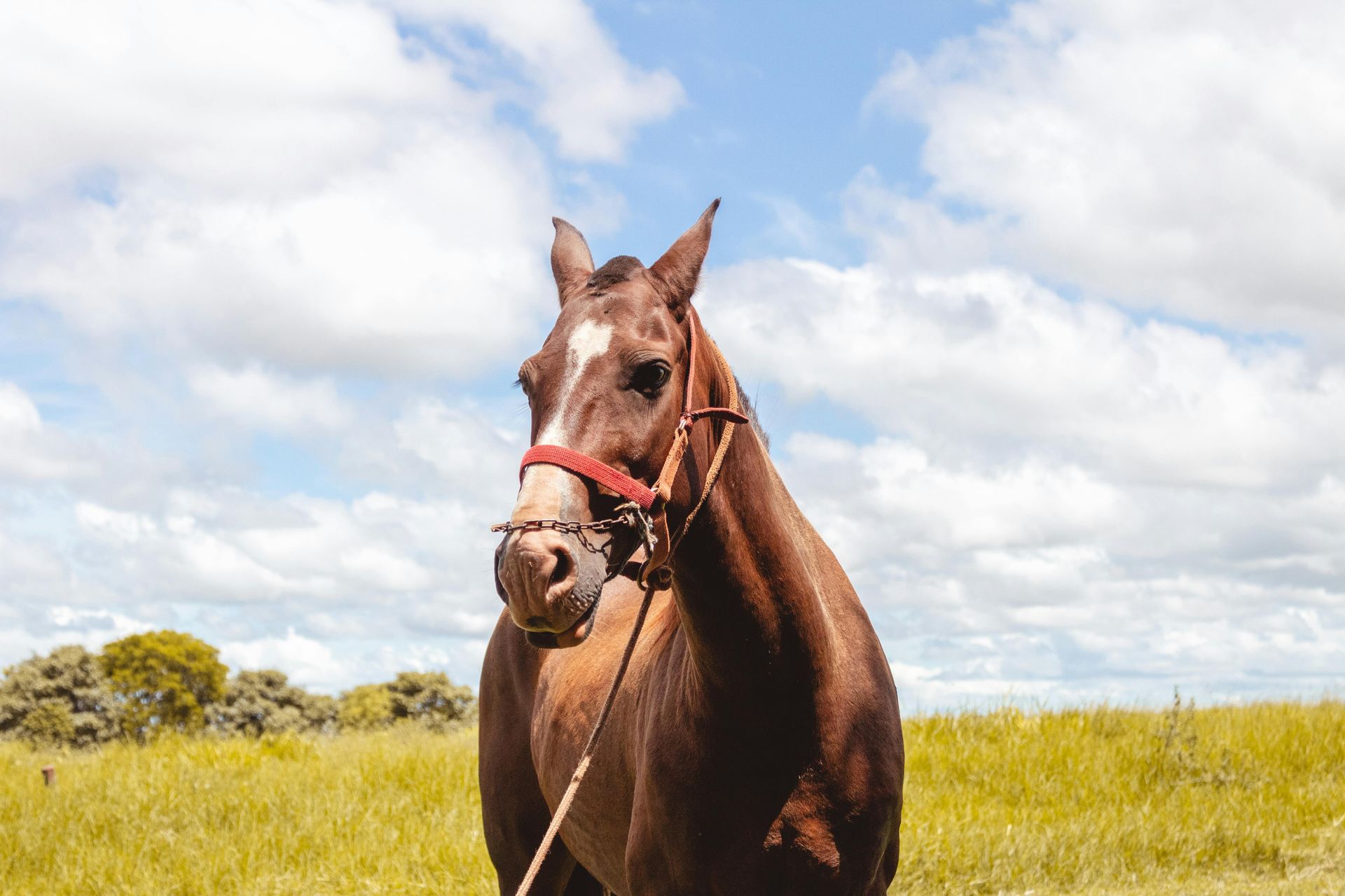 Brown horse wearing a red halter stands in a grassy field under a cloudy blue sky.