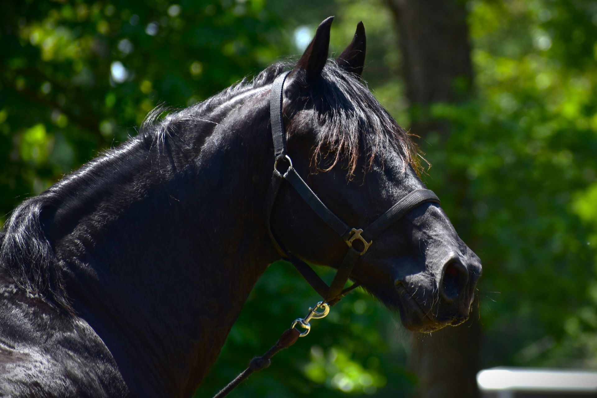 Black horse in profile, wearing bridle, against a black background.
