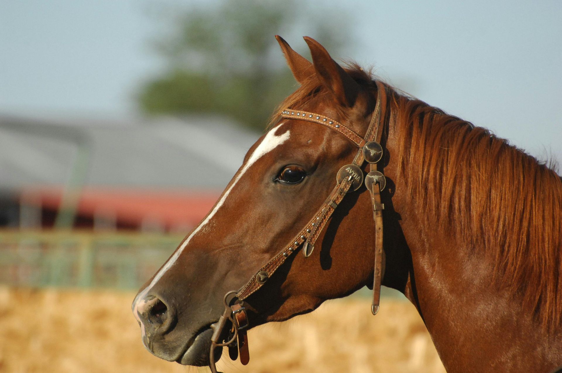 Chestnut horse wearing a bridle, head turned to the side, against a blurred outdoor backdrop.