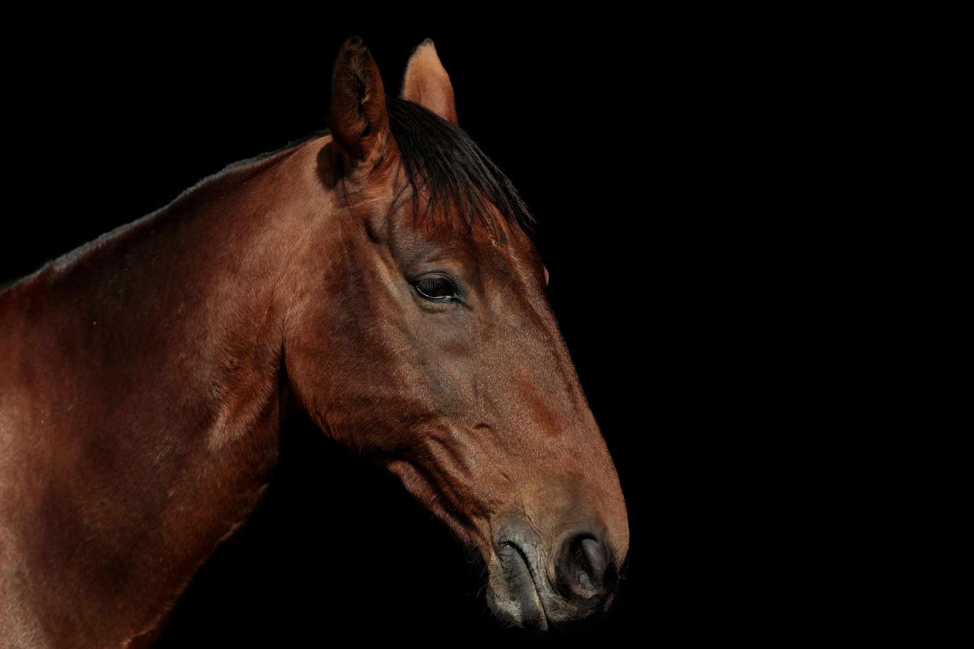 Brown horse head and neck with dark mane, set against a black background.