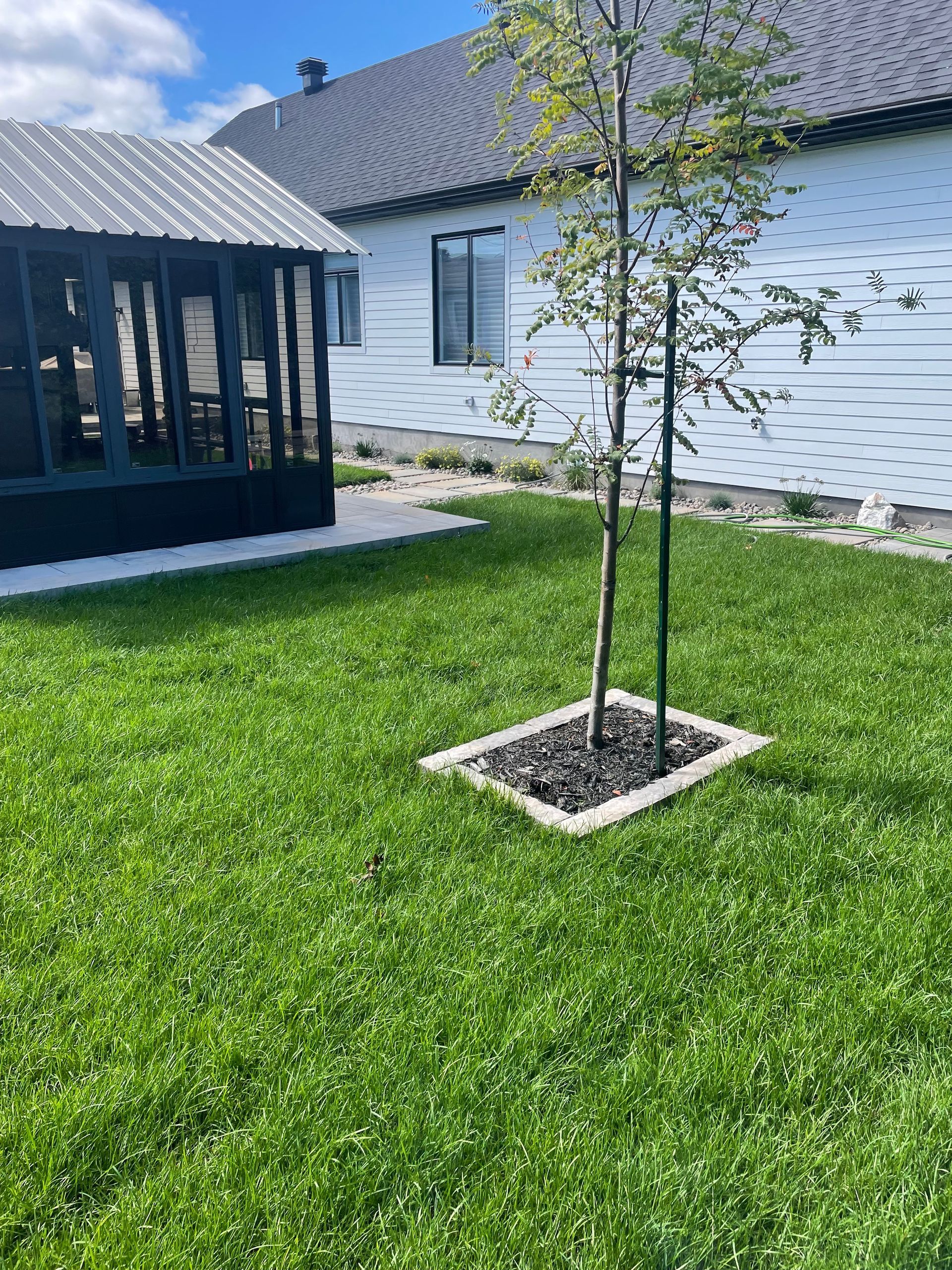 Un petit arbre entouré de paillis noir, dans une bordure carrée en béton, posé sur une pelouse verte. Un belvédère noir et une maison blanche en arrière-plan.