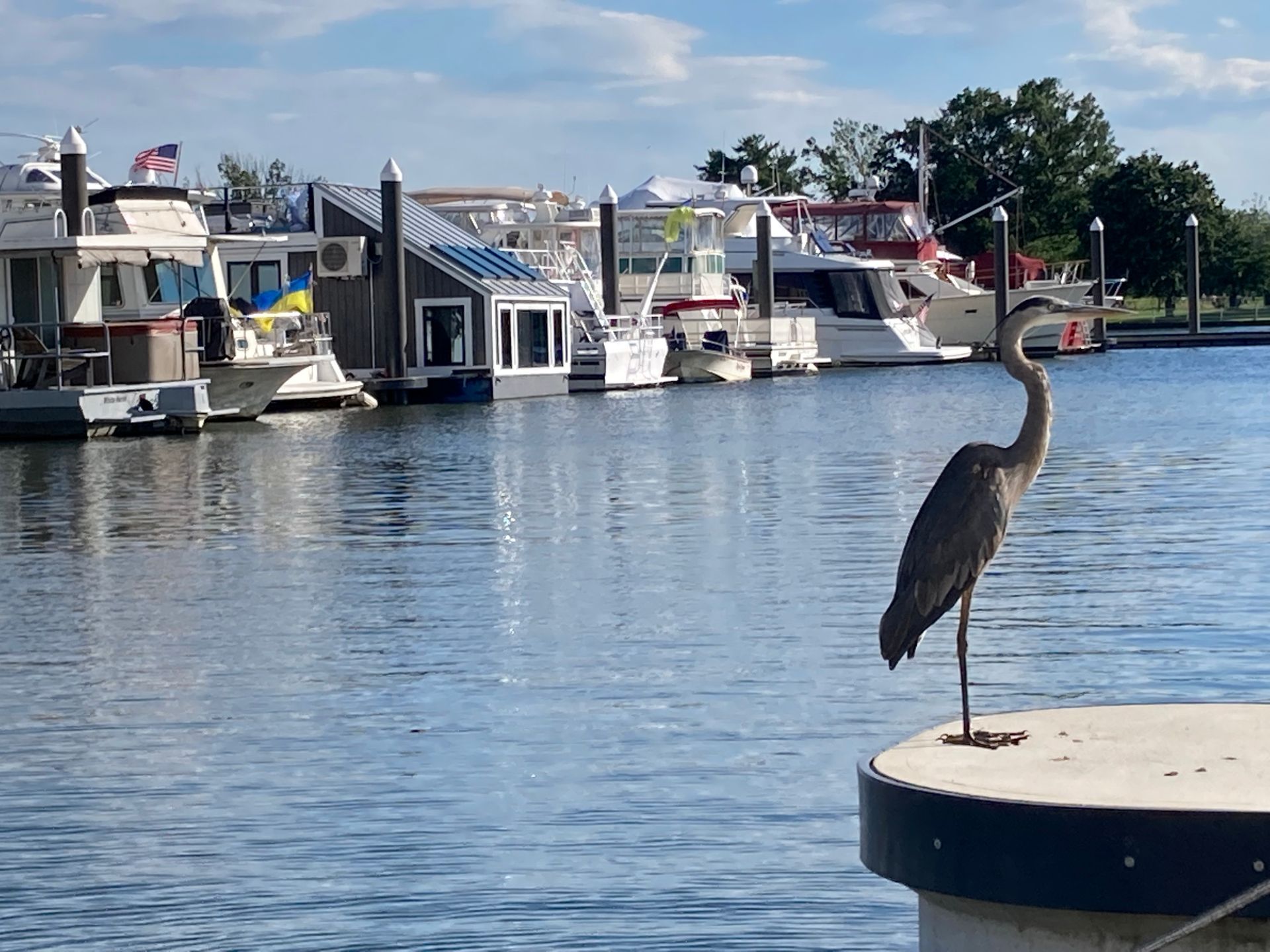 Heron on a finger pier with house boats DC in the background | floating houses