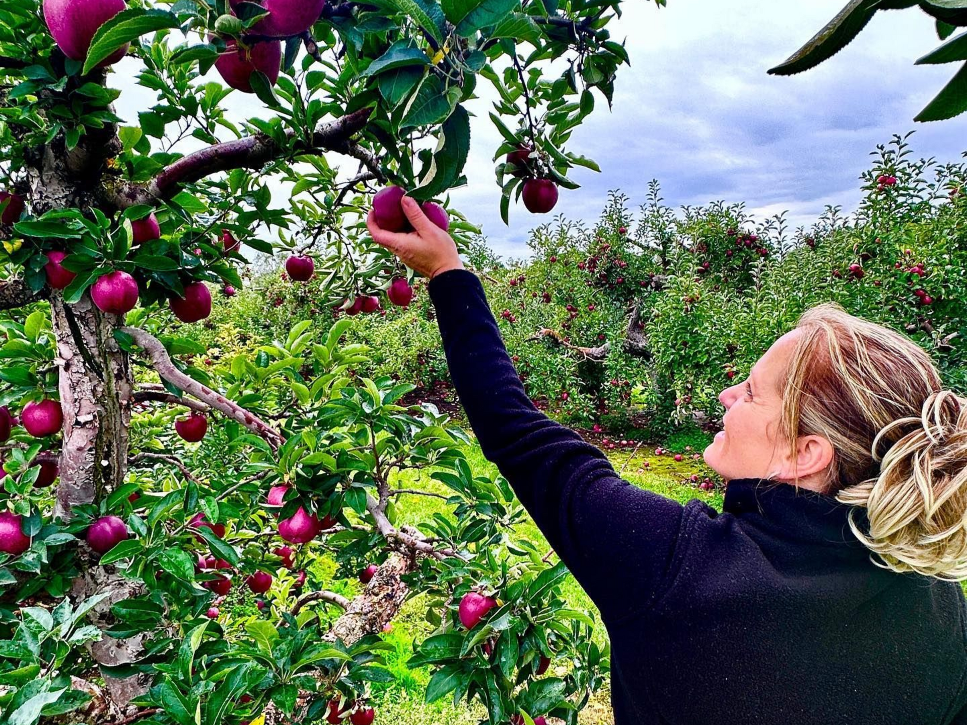 Person picking an apple from a tree
