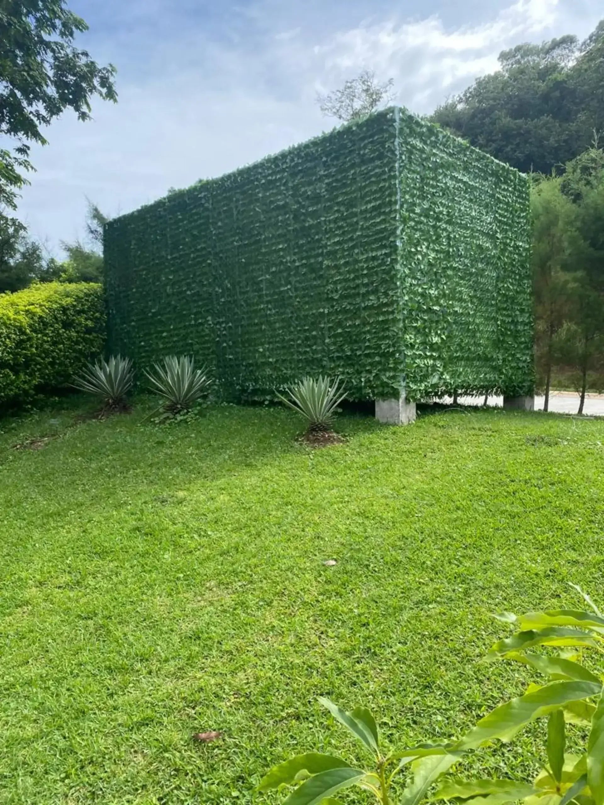 Un gran seto está rodeado por un exuberante campo verde.