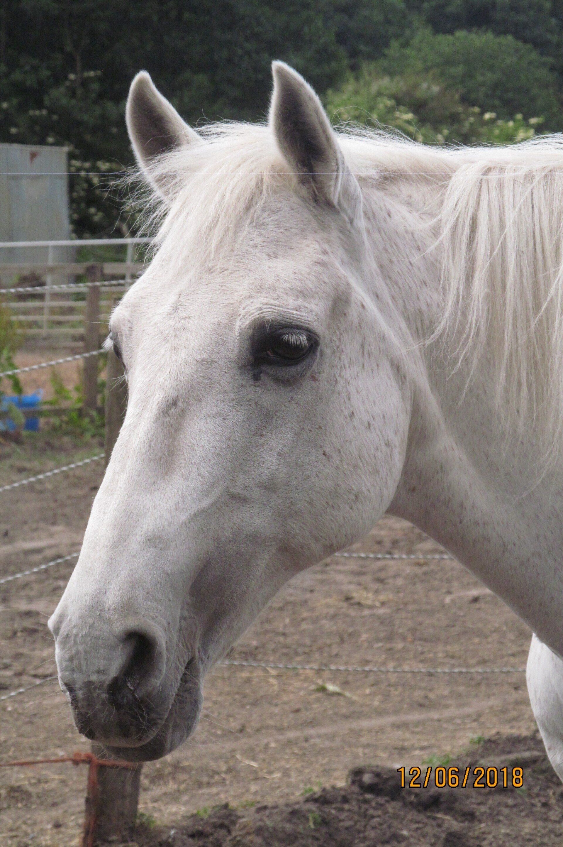 Rosie (Eternal Rose)