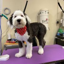 A black and white dog wearing a red bandana is standing on a purple table.